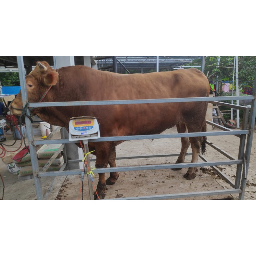 Jual Jual Sapi Qurban 2022 Limousine & Brangus Berat +/- 650Kg | Shopee ...