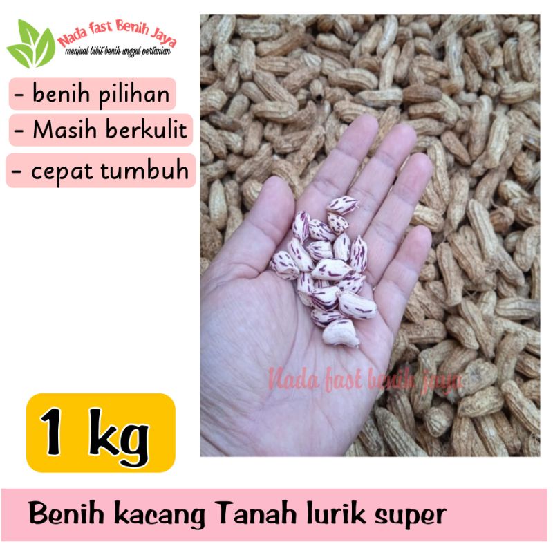 Jual Benih Kacang Tanah Lurik 1 Kg Masih Ada Kulit Bibit Kacang