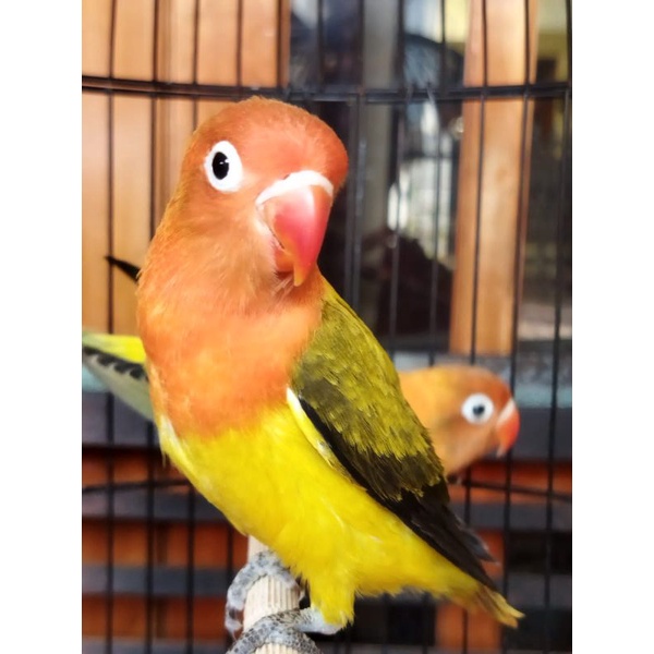 Jual biola euwing gold series limited Shopee Indonesia