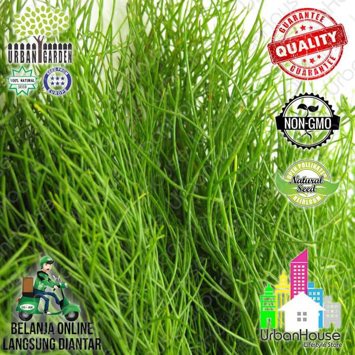 Jual M3Riah Herbs Benih Fennel Common Green Import Bibit Tanaman