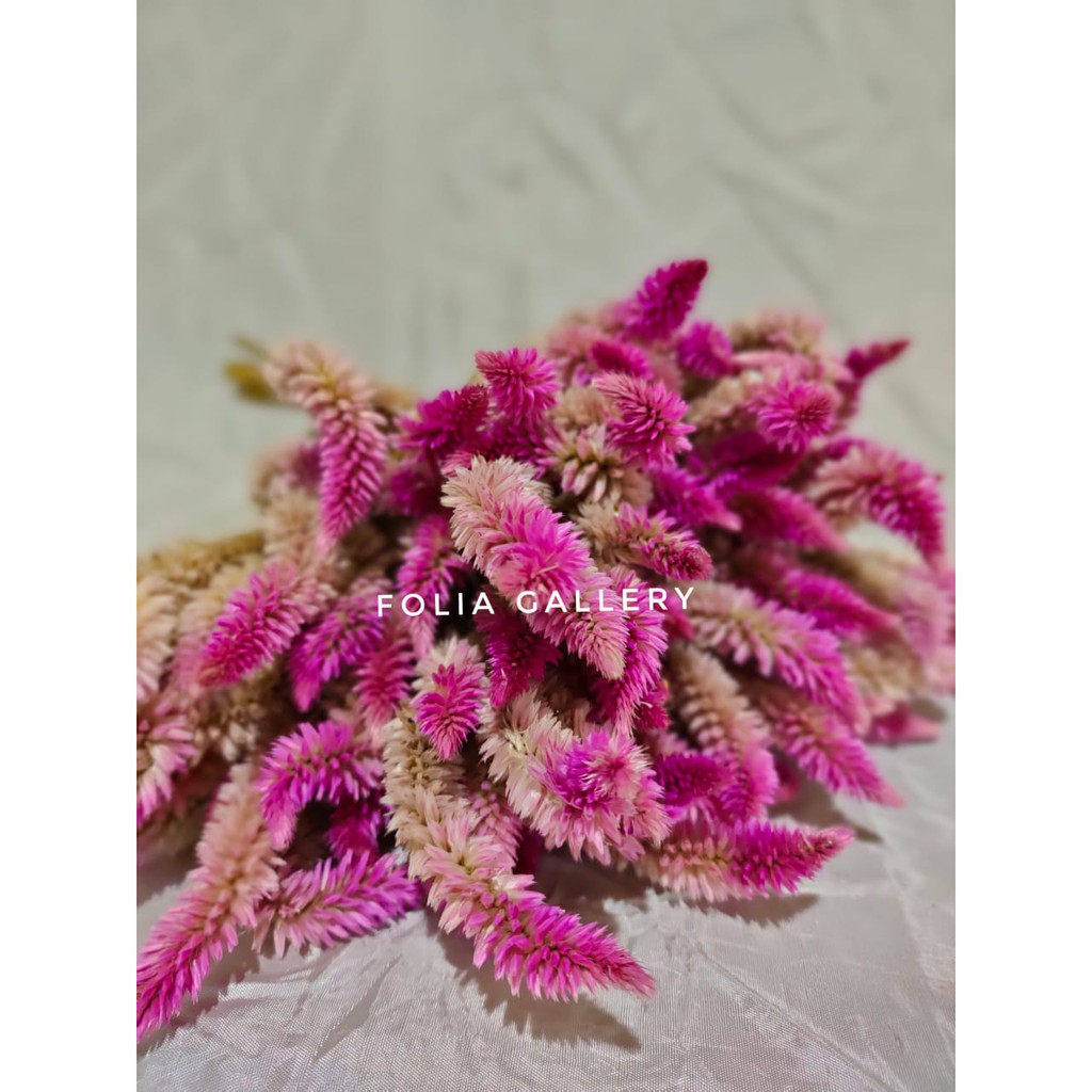 Jual FG- 10 PCS Dried Boroco Violet Lagurus Phalaris Bunny Tail Hiasan ...
