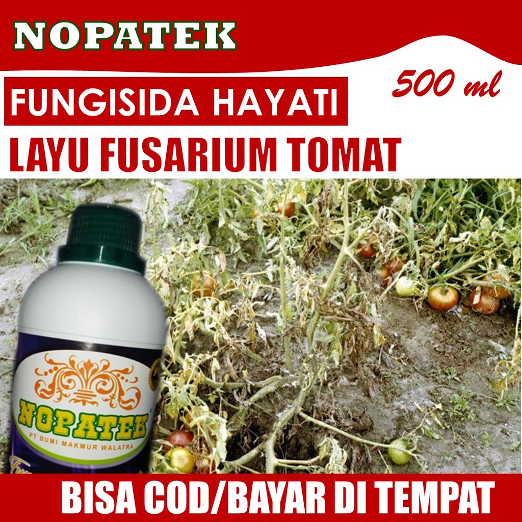 Jual Pupuk Penyakit Layu Daun Tomat Nopatek Obat Busuk Daun Dan Buah