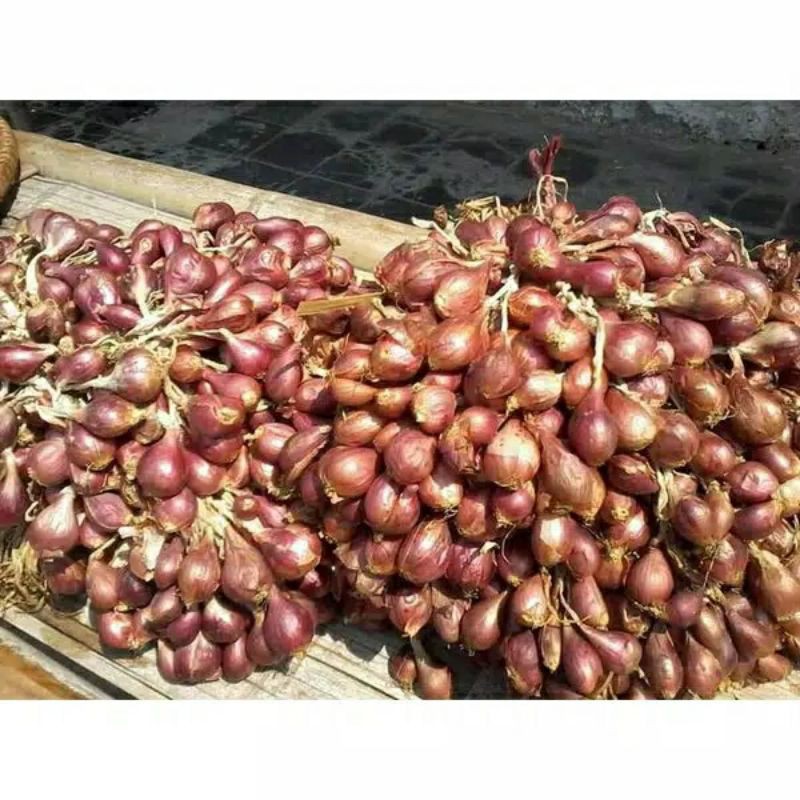 Jual Benih Bibit Bawang Merah 1kg Shopee Indonesia