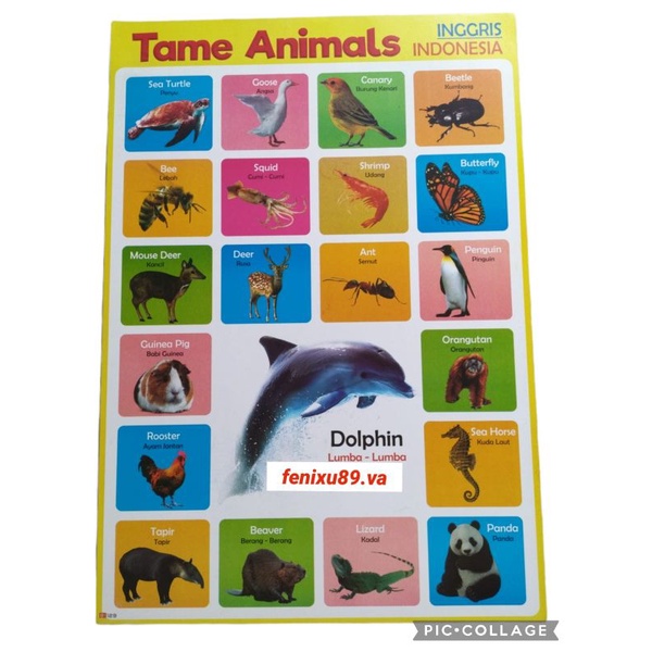 Jual Poster Hewan Animal Binatang | Shopee Indonesia