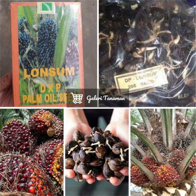 Jual Bibit Benih Kecambah Polong Sawit Lonsum Unggul Shopee Indonesia