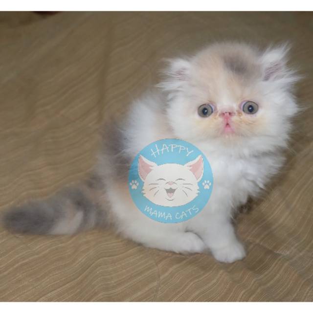 Persia hot sale peaknose kitten