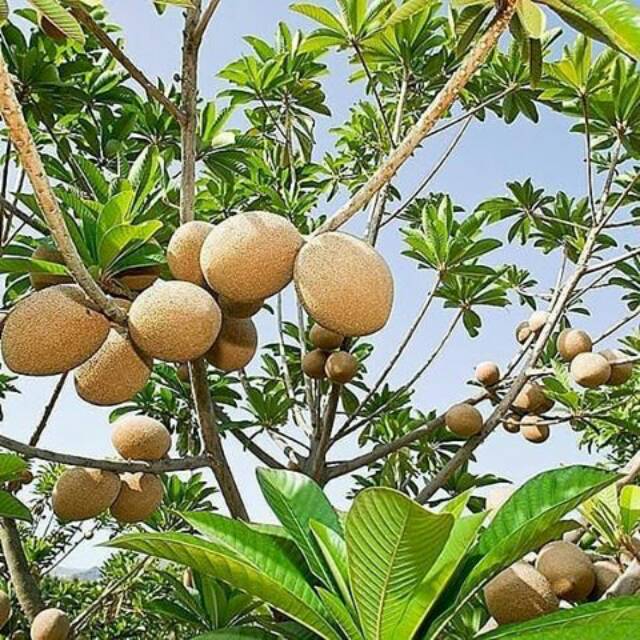 Jual Bibit Mamey Sapote Magana Buah Jumbo Super Genjah | Shopee Indonesia