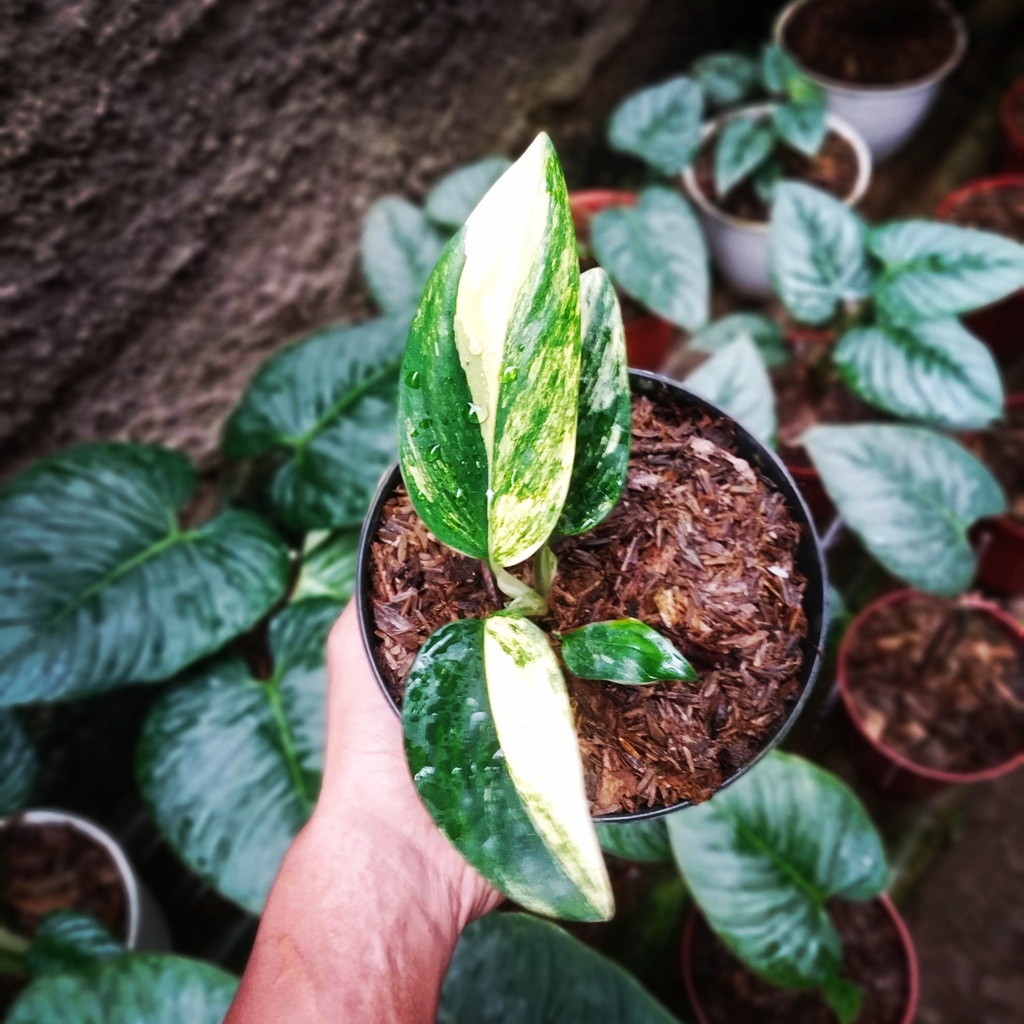 Jual Philodendron Standlyana Variegata Yellow | Philo Standliana ...
