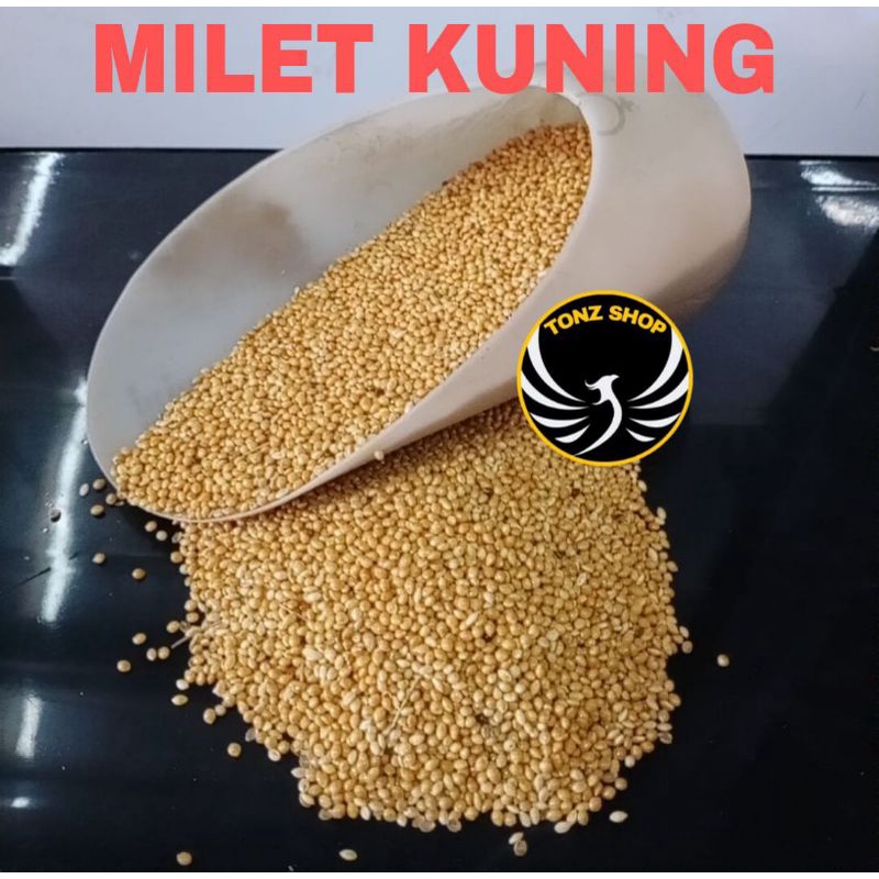 Jual MILET KUNING/YELLOW MILLET PAKAN MAKANAN BURUNG LOVEBIRD,KENARI ...