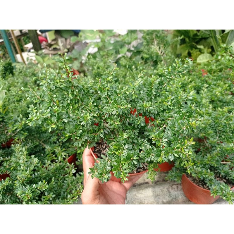 Jual Saeng Simbur Super Mikro Vietnam | Shopee Indonesia