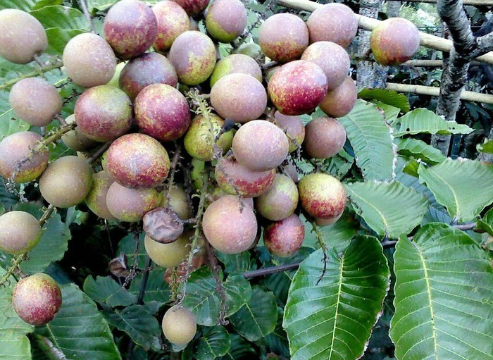 Jual Bibit Pohon Matoa Buah Mirip Kelengkeng Aroma Durian Khas