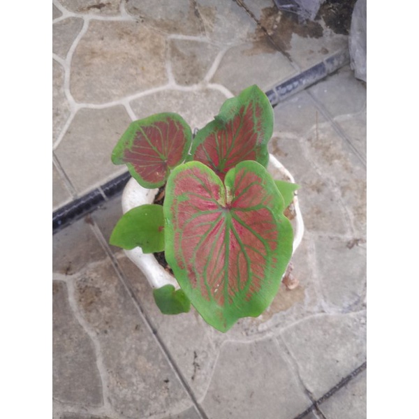 Jual Tanaman caladium Tambuna remaja besar | Shopee Indonesia