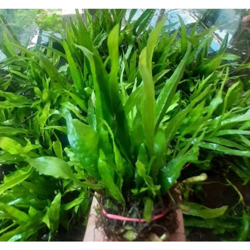Jual tanaman kadaka mini per ikat isi 40 daun bonus 10 daun | Shopee ...