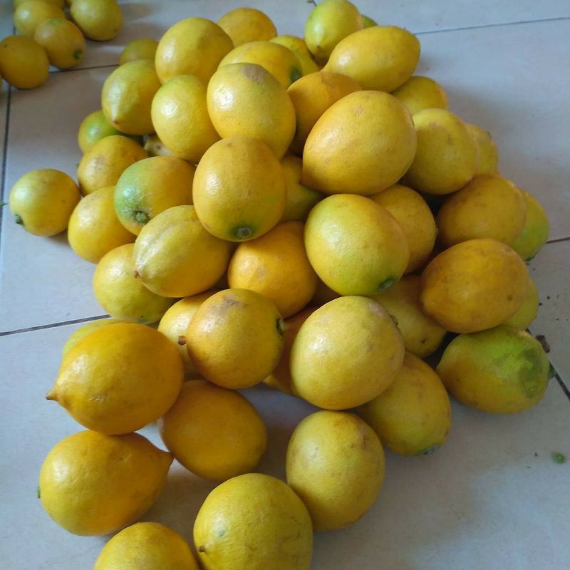 Jual Buah Jeruk Lemon Lokal Fresh 1kg Shopee Indonesia 