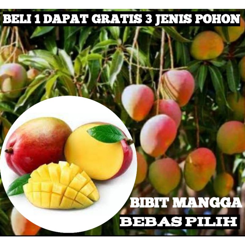 Jual PAKET HEMAT 3 BIBIT POHON MANGGA OKULASI BEBAS PILIH | Shopee ...