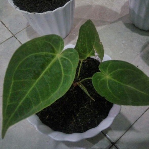 Jual Anthurium Veitchii x Anthurium Warocqueanum | Shopee Indonesia