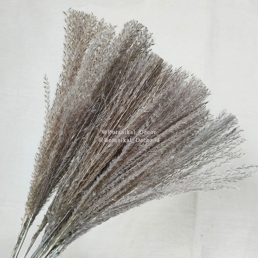 Jual Dried Flower Pampas Reed Color Rainbow Bunga Tanaman Rumput Bulu ...