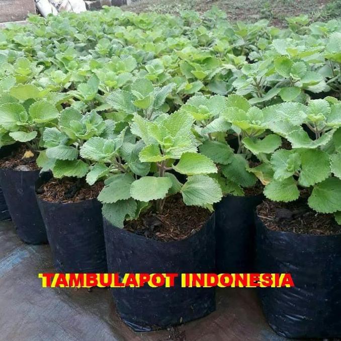 Jual Benih Bibit Tanaman Bibit Tanaman Daun Bangun Tanaman Herbal Memperbanyak Asi Torbangun