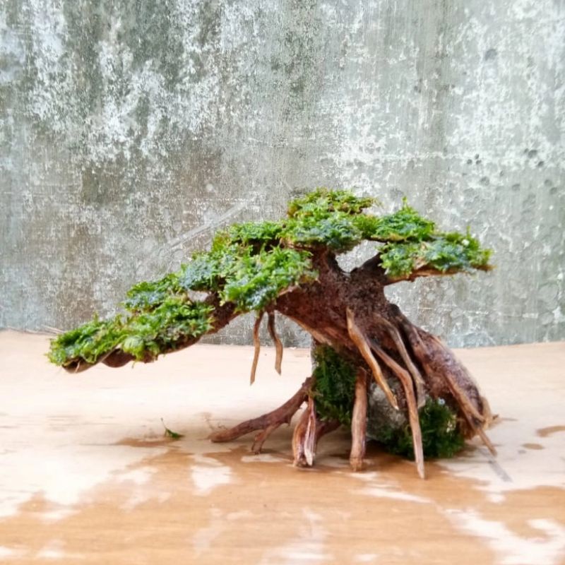 Jual Bonsai Aquascape Moss Mini untuk Tank 3040 cm Shopee Indonesia