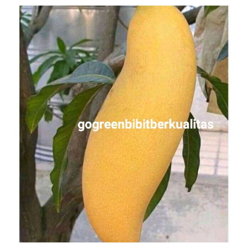 BIBIT BUAH MANGGA BANANA SUPERUNGGUL/MANGGA EMAS/MANGGA SUPERJUMBO/MANGGA COD