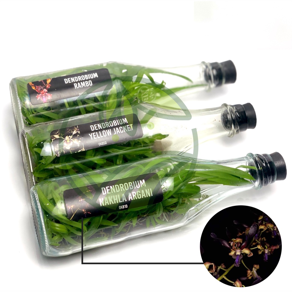 Jual Botolan Anggrek Dendrobium Plant Siap Aklim | Shopee Indonesia