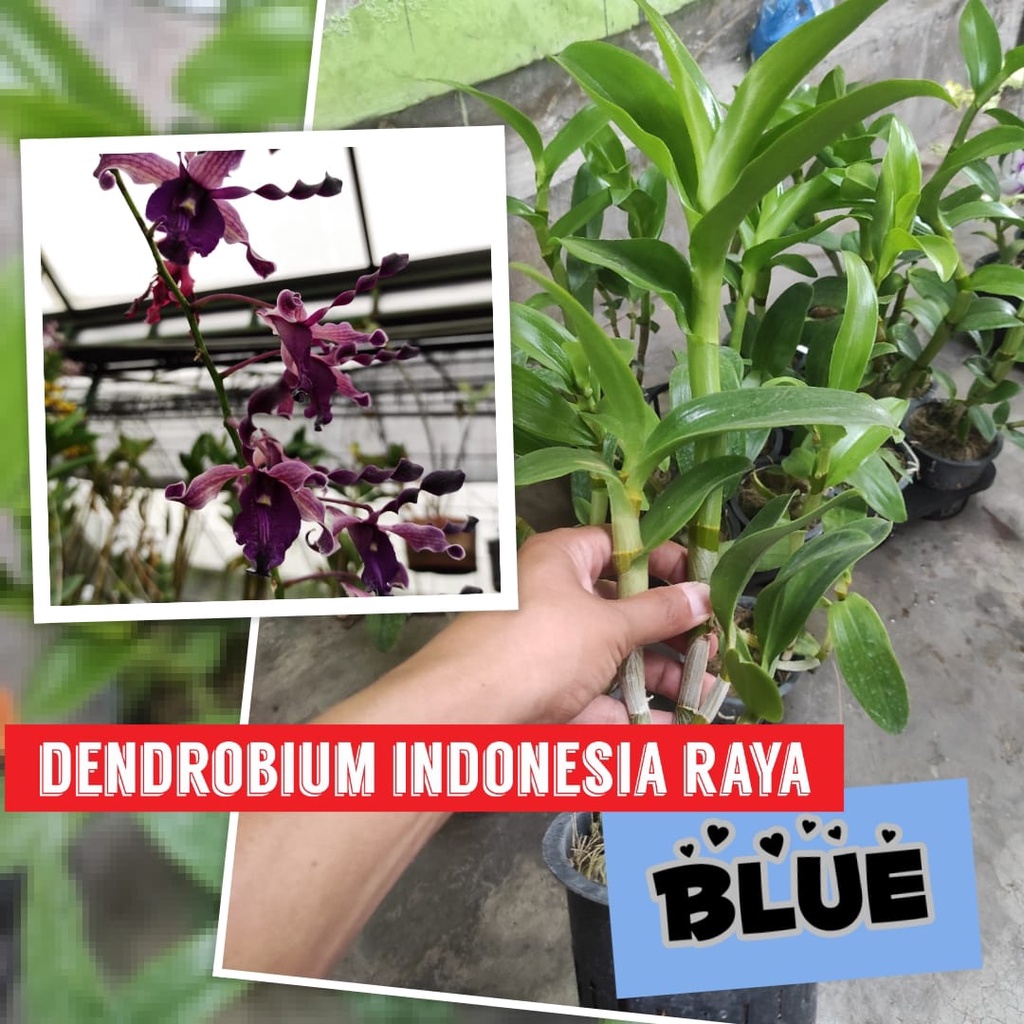 Jual Anggrek Indonesia Raya Blue Dewasa / inaraya blue | Shopee Indonesia