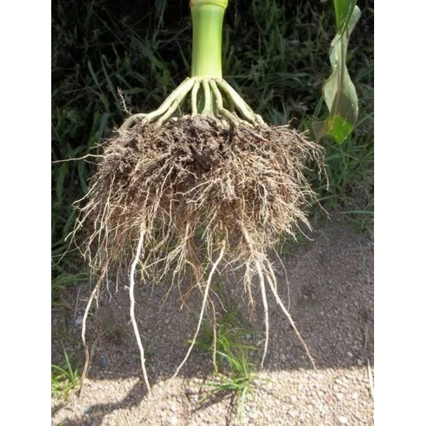 Jual Akar Jagung Shopee Indonesia