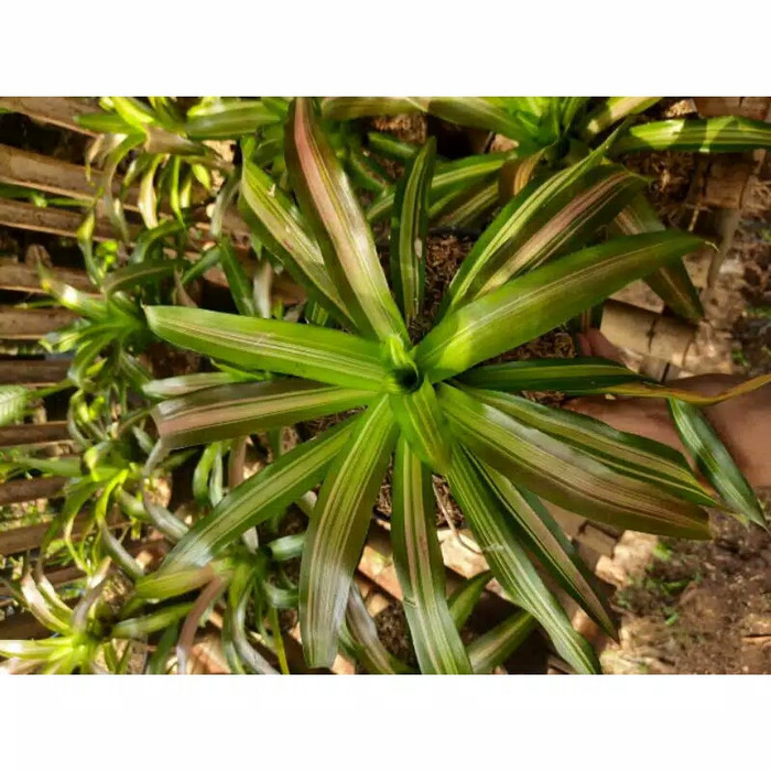 Jual tanaman hias bromelia tri color | Shopee Indonesia