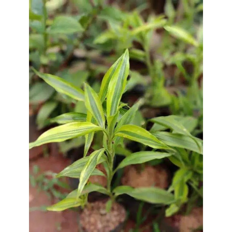 Jual Tanaman hias hanjuang golden - tanaman andong kuning | Shopee ...