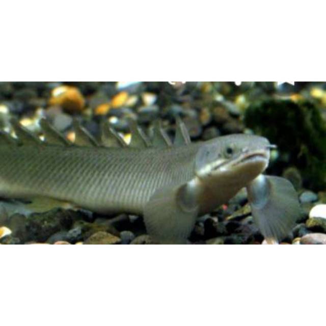 Jual Ikan hias Palmas hitam naga fish | Shopee Indonesia