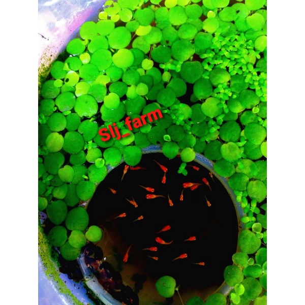 Jual Tanaman air amazon frogbit/tanaman aquascape/progbit | Shopee ...