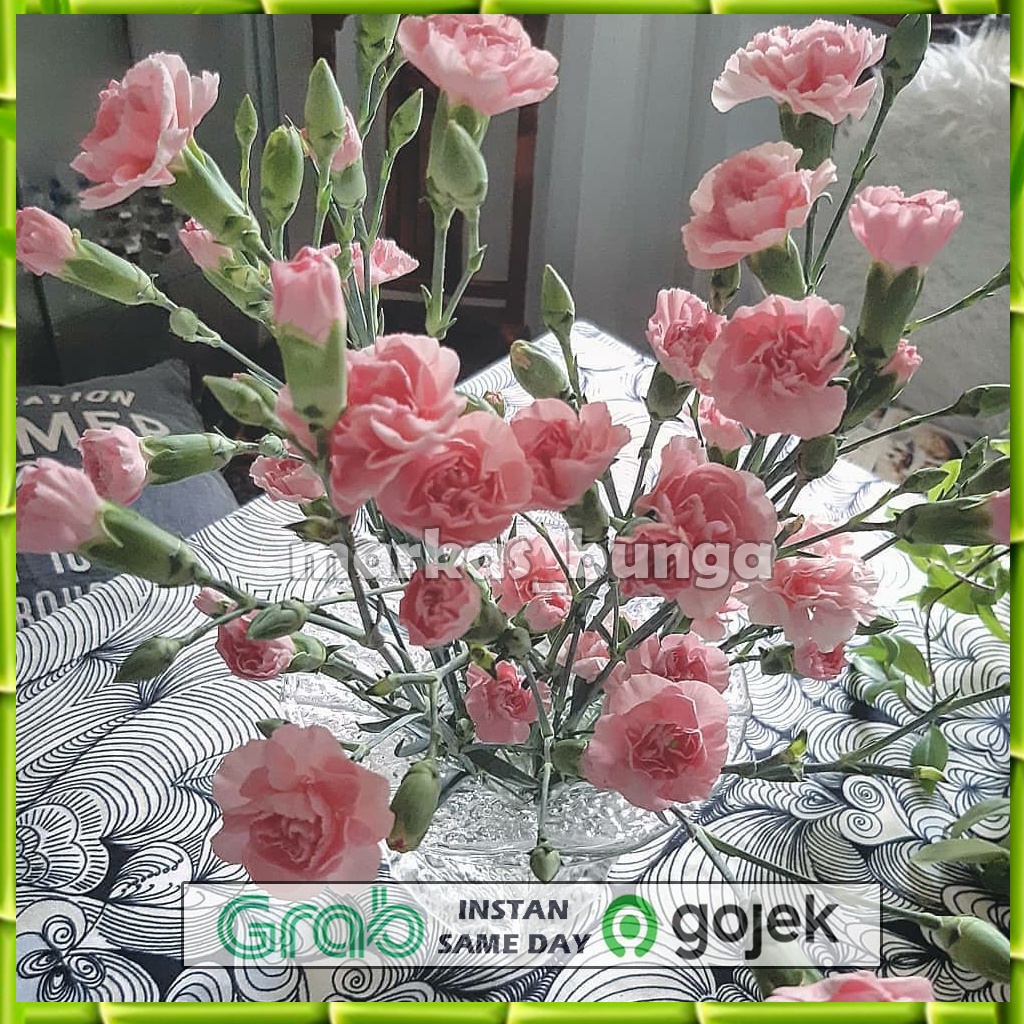 Jual bunga carnation asli fresh segar isi 20 tangkai | Shopee Indonesia