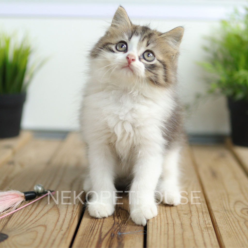 Kitten persia hot sale