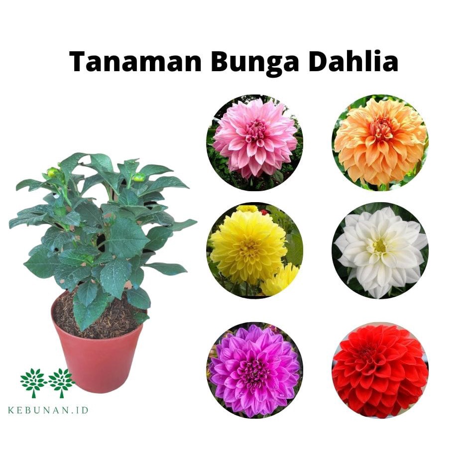 Jual Tanaman Hias Bunga Dahlia Bangkok Bunga Besar Kondisi Berbunga ...