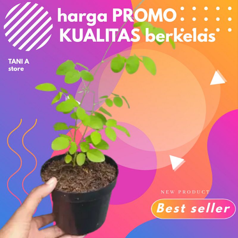 Jual Bibit Tanaman Hias Dan Herbal Bunga Telang Murah Sesuai Gambar ...