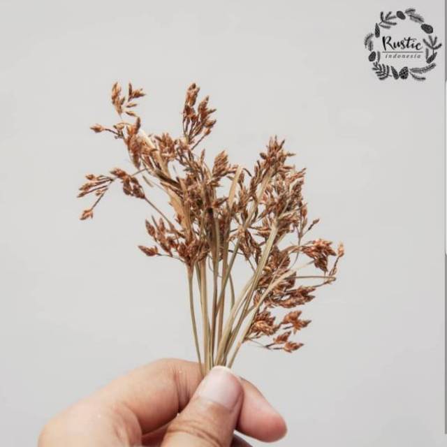 Jual rumput kering bunga kering DRIED KOLA (Rumput Kola) | Shopee Indonesia