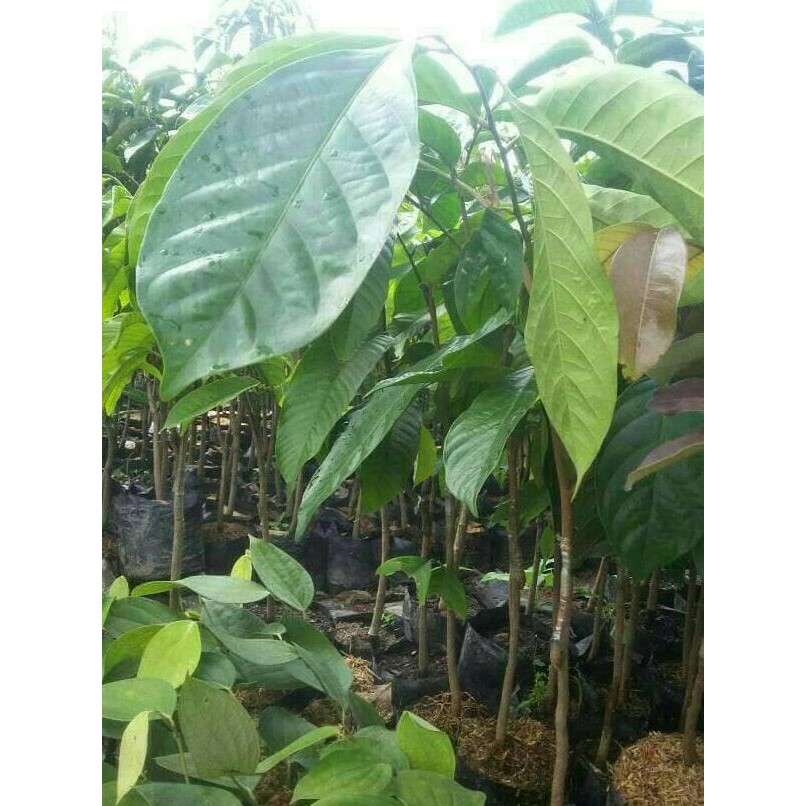 Jual Kwa Bibit Tanaman Buah Duku Longkong New Shopee Indonesia