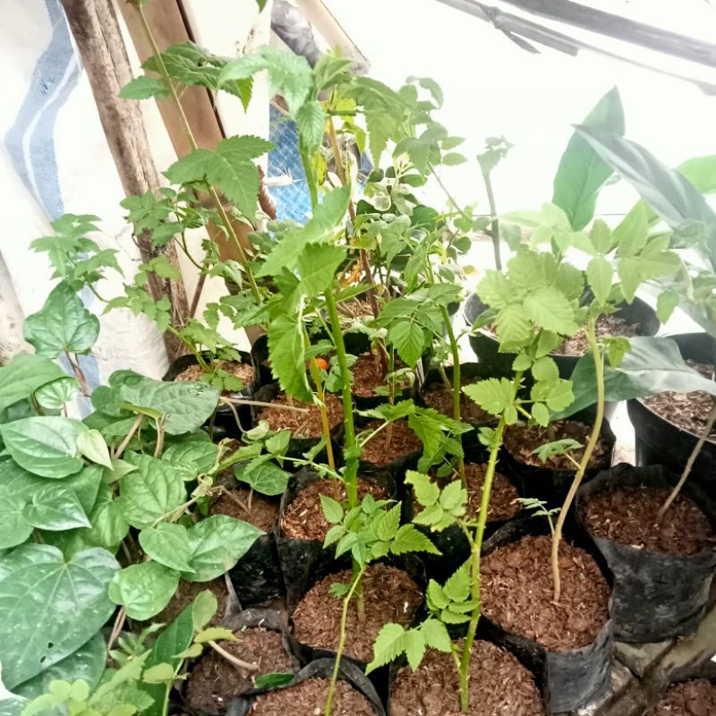 Jual Bibit tanaman Raspberry Lokal - Pohon Raspberry Lokal | Shopee ...