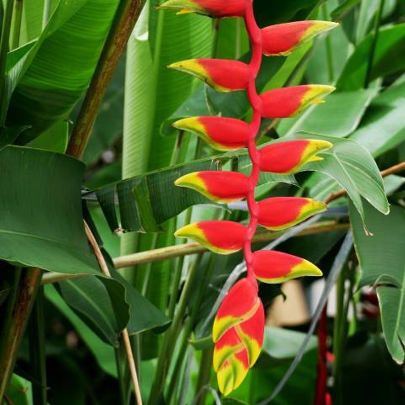 Jual Tanaman Hias Pisang Betet Bali I Heliconia Rostrata I Capit Kepiting Shopee Indonesia