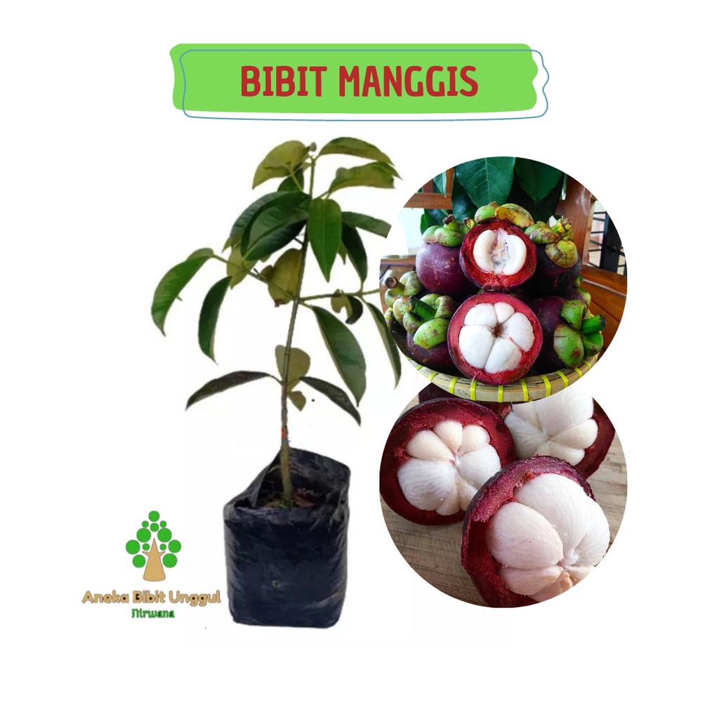 Jual Bibit Buah Manggis Bibit Manggis Buah Manggis Bibit Manggis