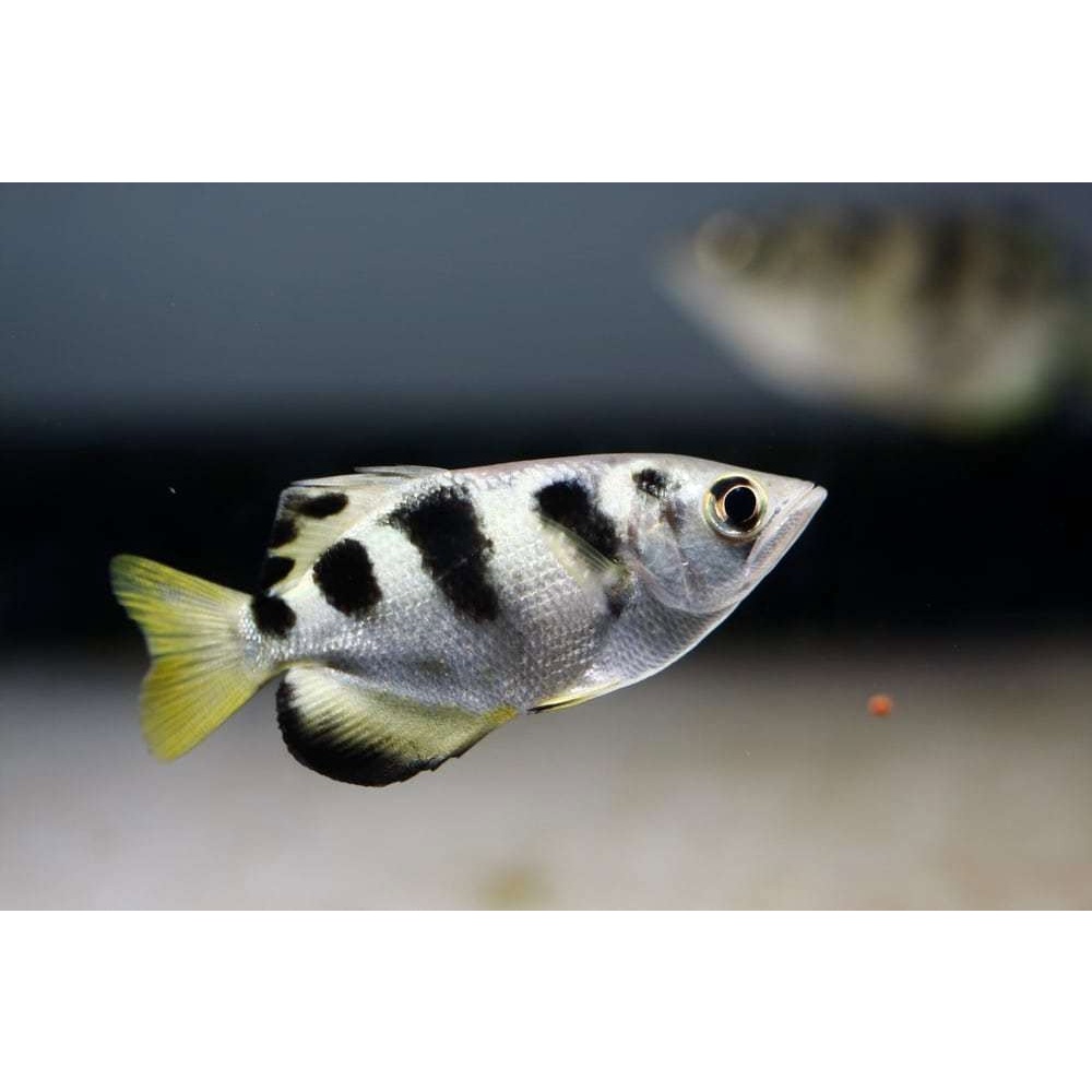 Jual Hiasan Aquascape - Archer Fish (Toxotidae) / Ikan Sumpit (Air ...