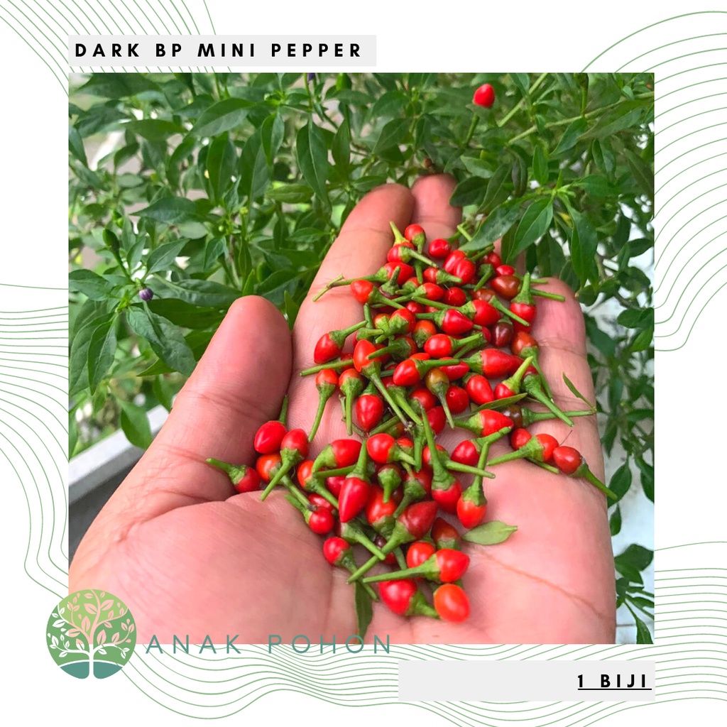 Jual Benih Bibit Biji - Cabai Dark BP Cabe Mini Bonsai Pepper Seeds ...