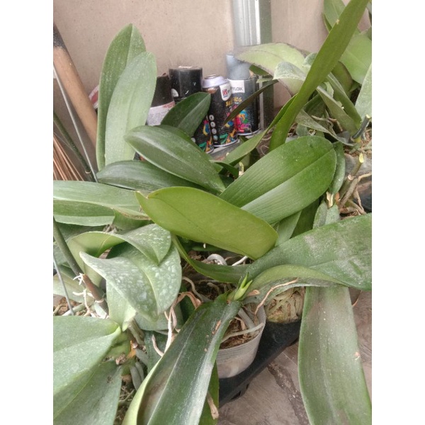 Jual Paska bunga/ex rental/ bunga potong | Shopee Indonesia