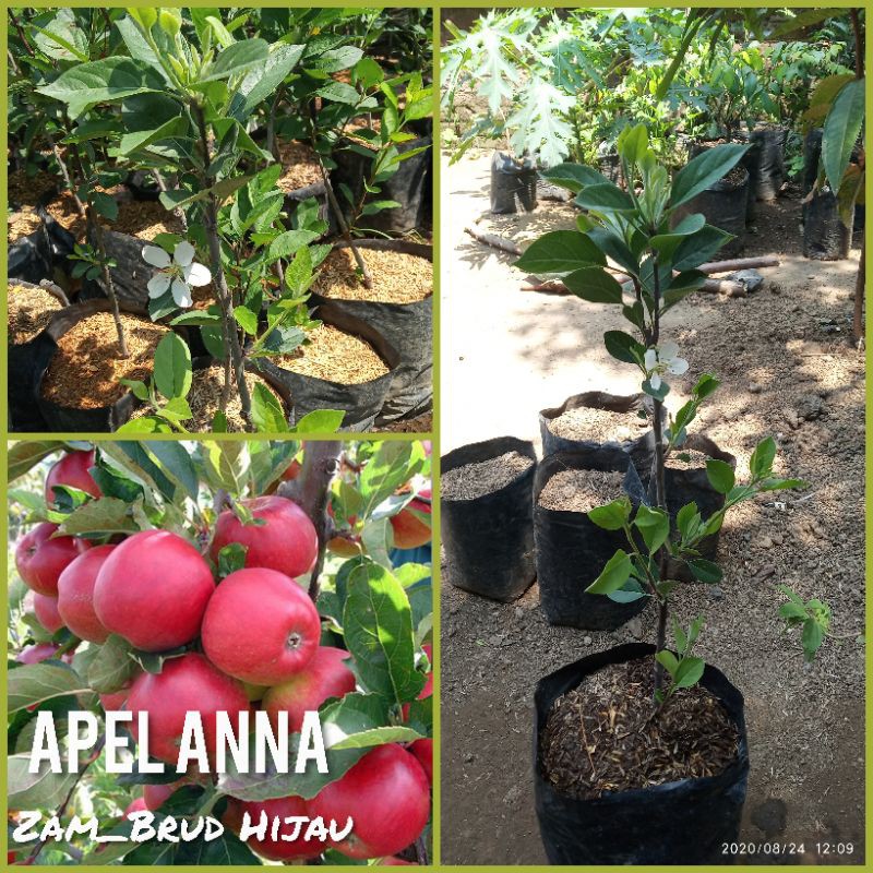 bibit apel anna merah ,super genjah