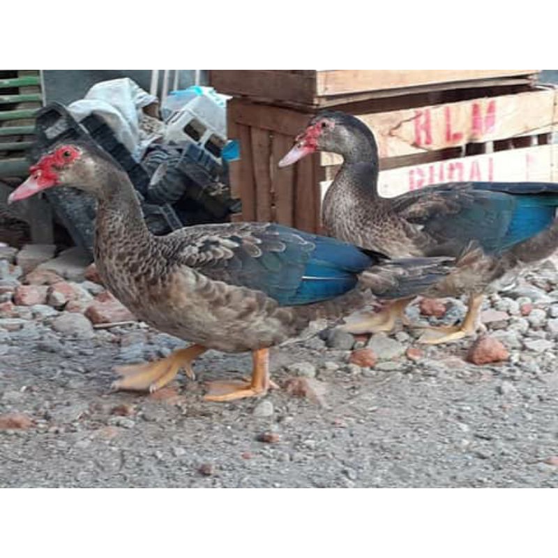 Jual Entok Hias Terlengkap & Harga Terbaru Agustus 2026 | Shopee Indonesia