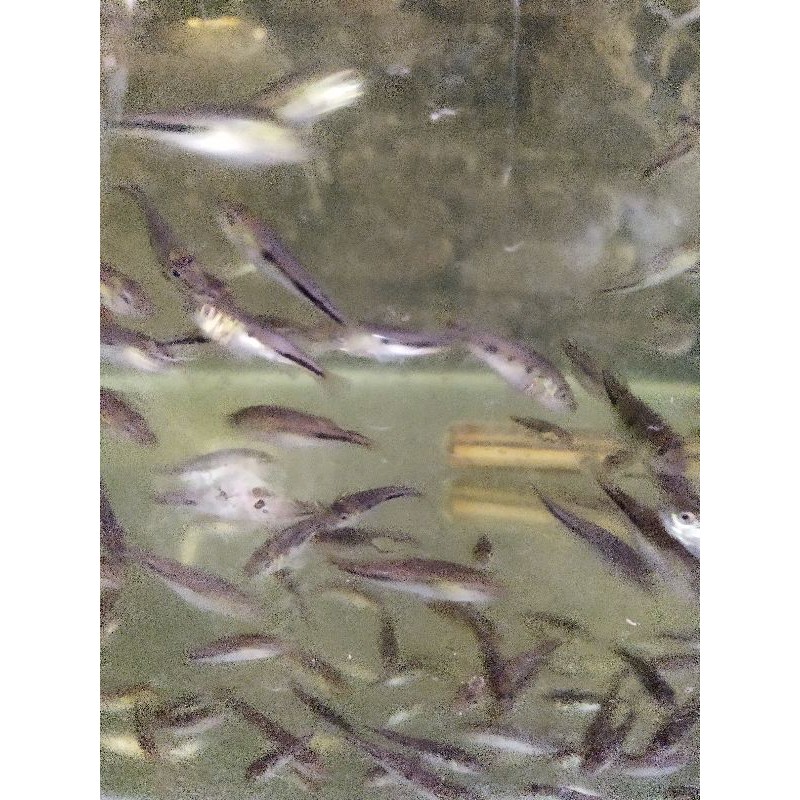 Jual ikan pbass monocolus size 4-5cm | Shopee Indonesia