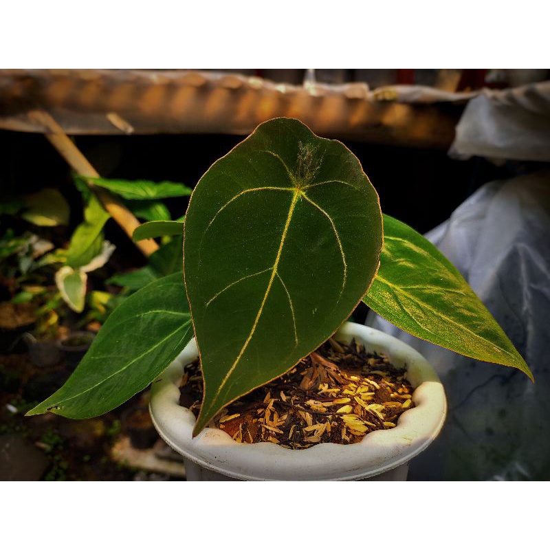 weber agave Agave weberi main image 1