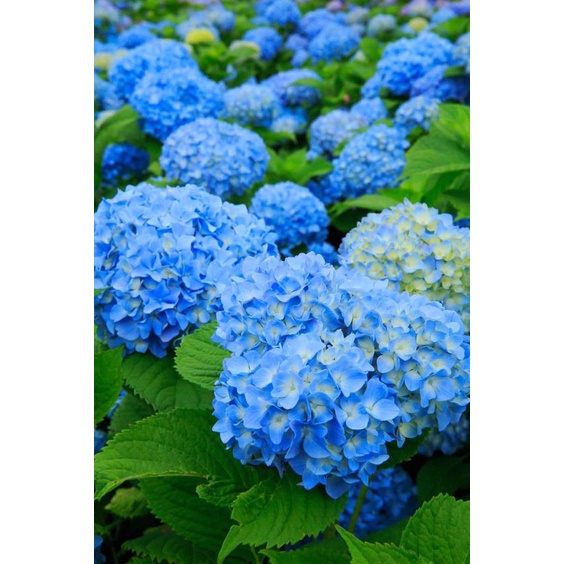 Jual Tanaman Hias Bunga Pancawarna Biru Berbunga(Hydrangea Macrophylla ...