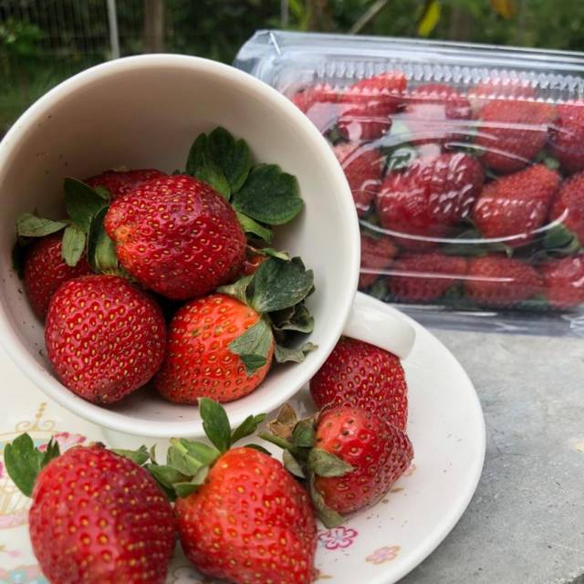 Jual Buah Strawberry Stroberi Lokal Fresh Segar Shopee Indonesia