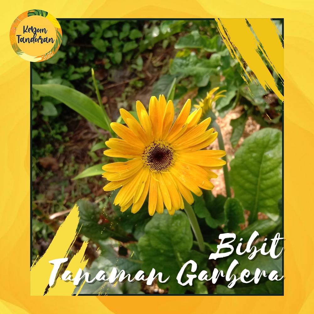 Jual Tanaman Hias Bunga Gerbera Herbras Tanaman Gantung Garbera ...